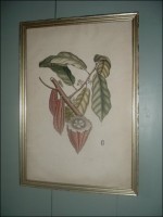 Catesby - Cacao Print