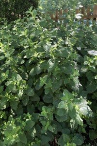 Lemon Balm