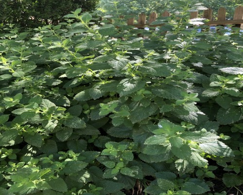 Lemon Balm