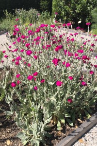 Rose Campion