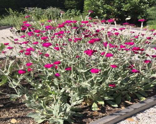 Rose Campion