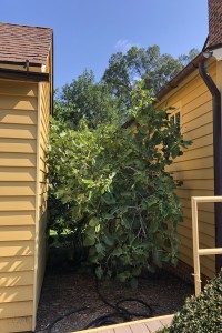 Fig Tree