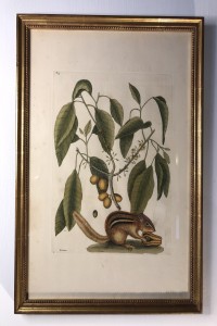 Catesby Print - Ground Squirrel
