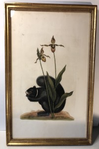 Catesby Print - Black Squirrel