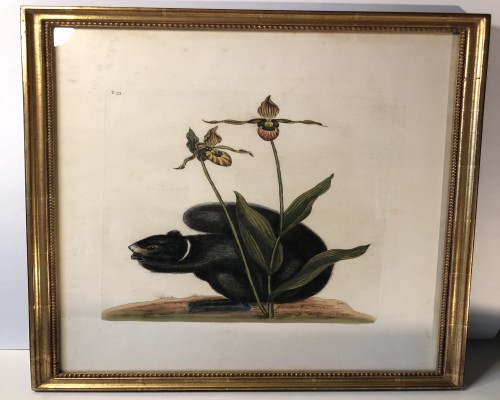 Catesby Print - Black Squirrel