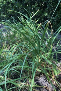 Chives