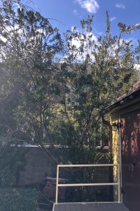 Bayberry or Wax Myrtle