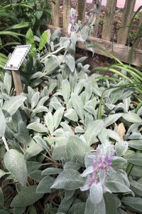 Lamb’s Ear