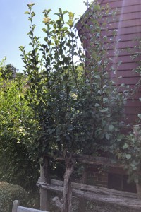 Pear Tree