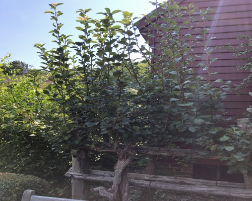 Pear Tree