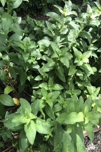 Soapwort
