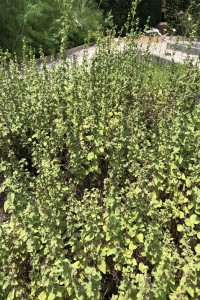 Oregano or Marjoram
