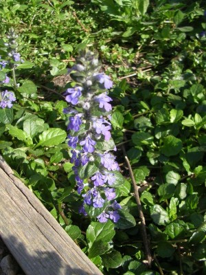 Bugleweed or Ajuga