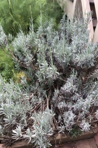 Rosemary