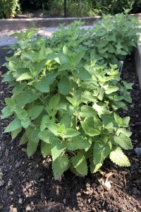 Catnip