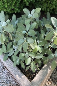 Sage
