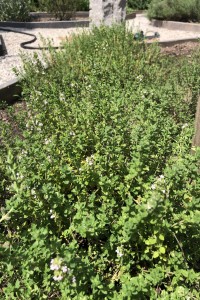 Thyme