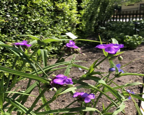 Spiderwort