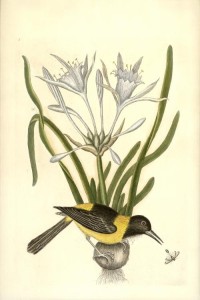 Catesby Prints