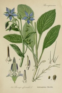Borage