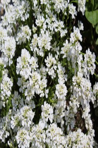 Candytuft