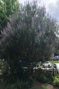 Chaste Tree