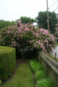 Crape Myrtle