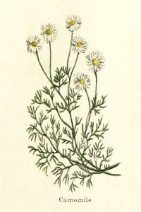 Chamomile