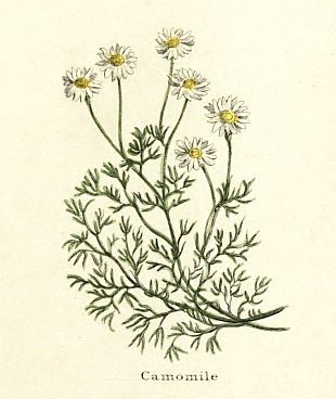 Chamomile