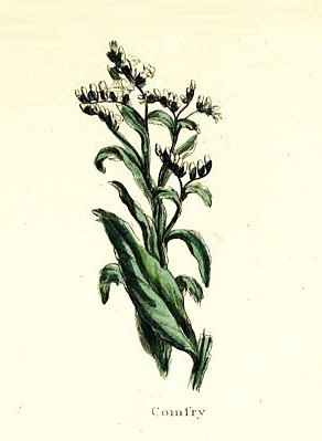 Comfrey