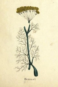 Fennel or Anise