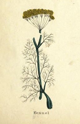 Fennel or Anise