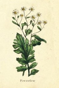 Feverfew