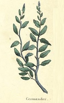 Germander