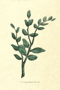 Licorice
