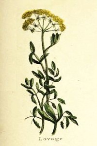 Lovage