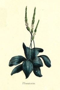 Plantain