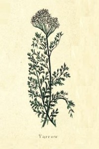 Yarrow