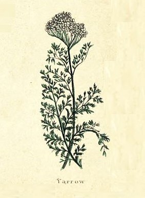 Yarrow