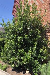 Bay or Bay Laurel