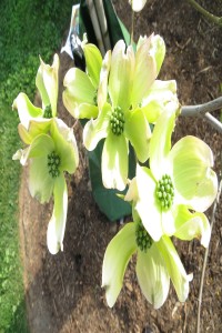 Dogwood