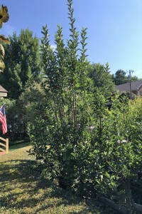 Apple Tree, Heirloom