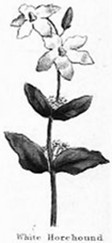 Horehound