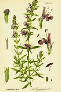 Hyssop