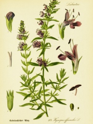 Hyssop