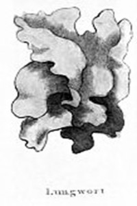 Lungwort