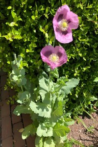 Poppy