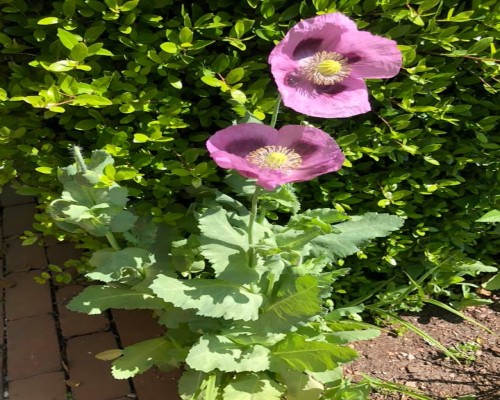 Poppy