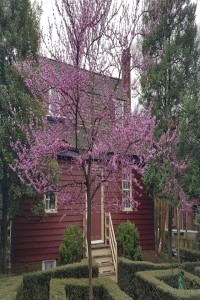 Redbud