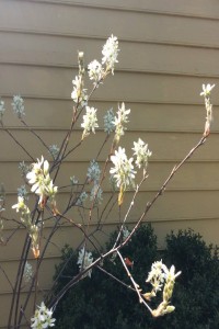 Serviceberry or Juneberry Tree